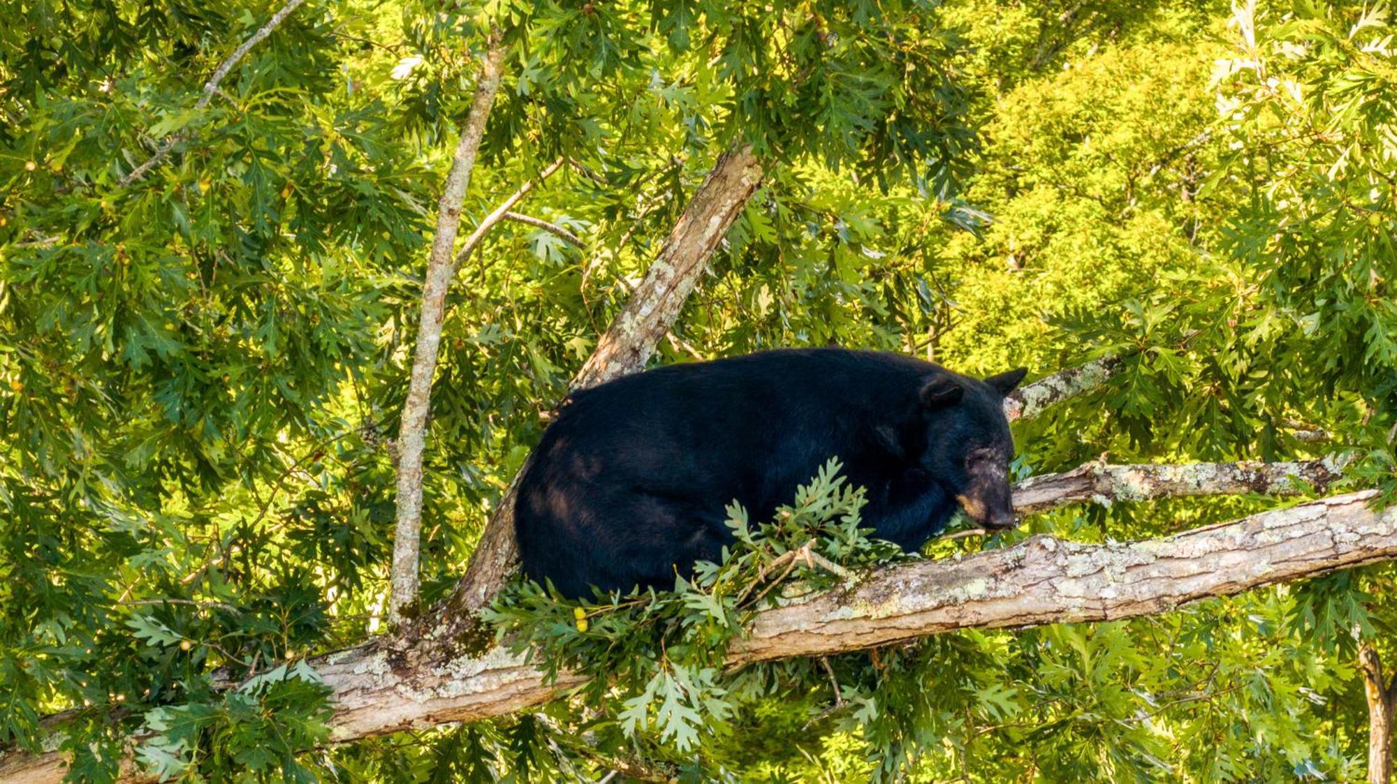 Baloo'S Bungalow ガトリンバーグ エクステリア 写真